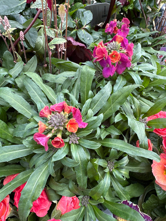 Erysimum Winter Orchid 1Ltr