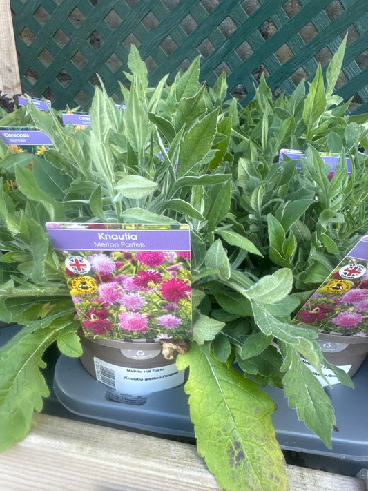 Knautia Melton Pastels 1Ltr