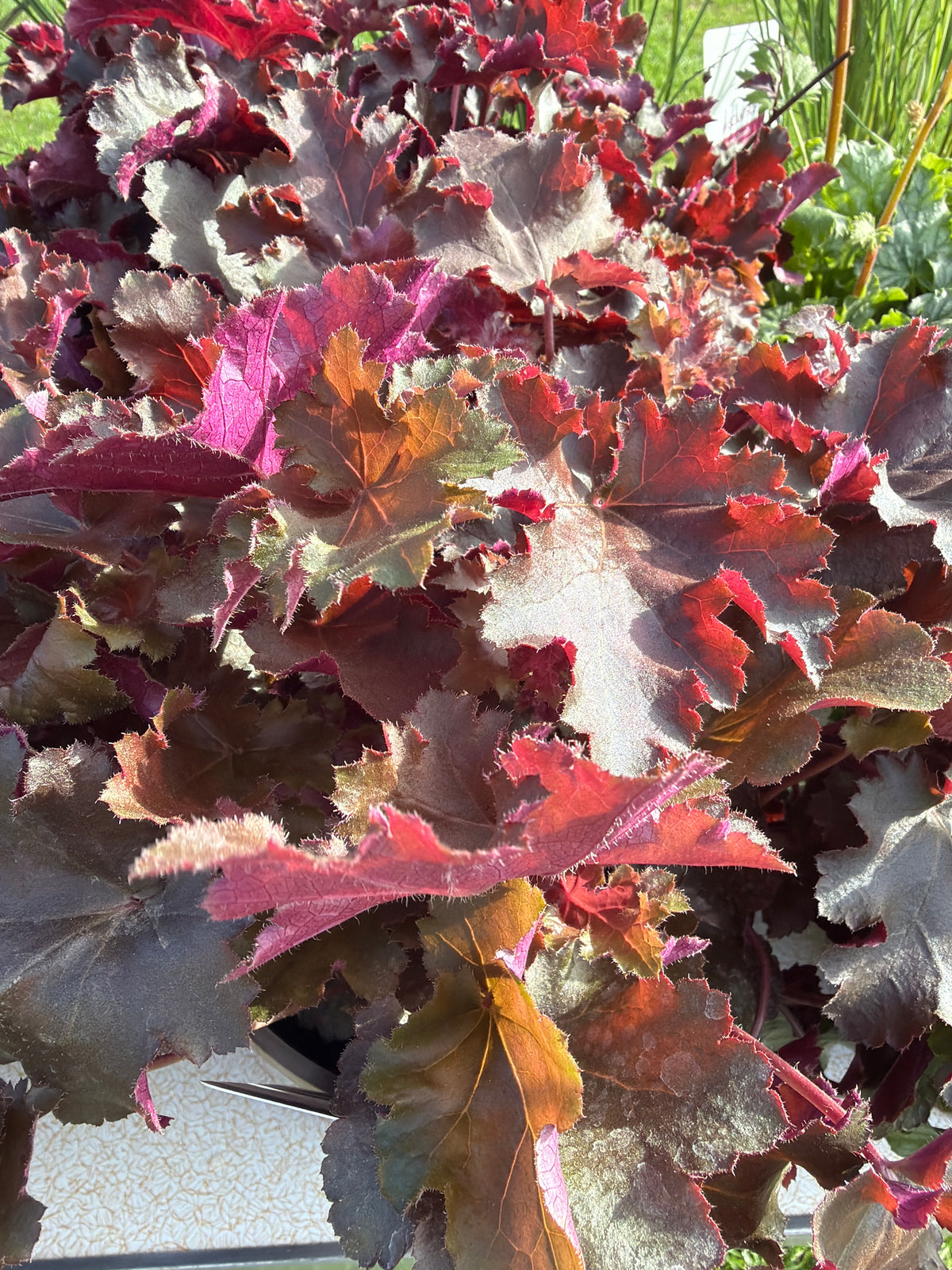 Heuchera Chocolate Ruffles 3Ltr