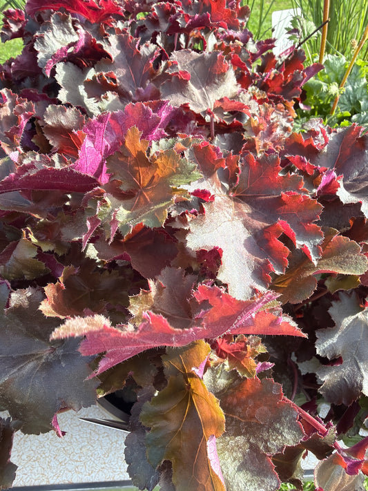 Heuchera Chocolate Ruffles 3Ltr