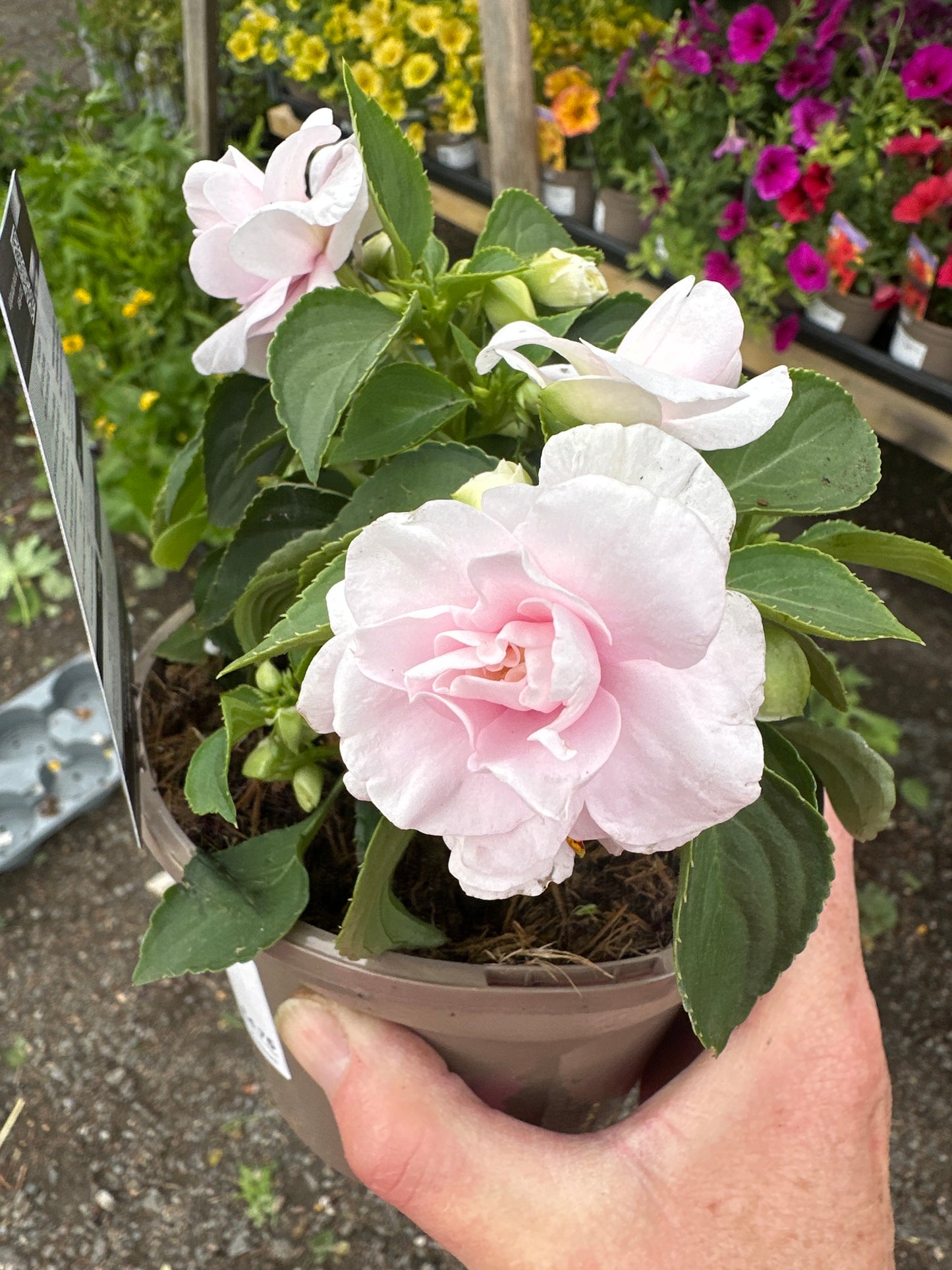 Impatiens ( Busy Lizzie ) 1Ltr