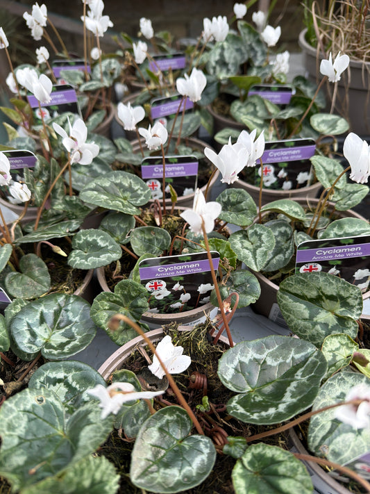 Cyclamen hederifollum 10.5cm