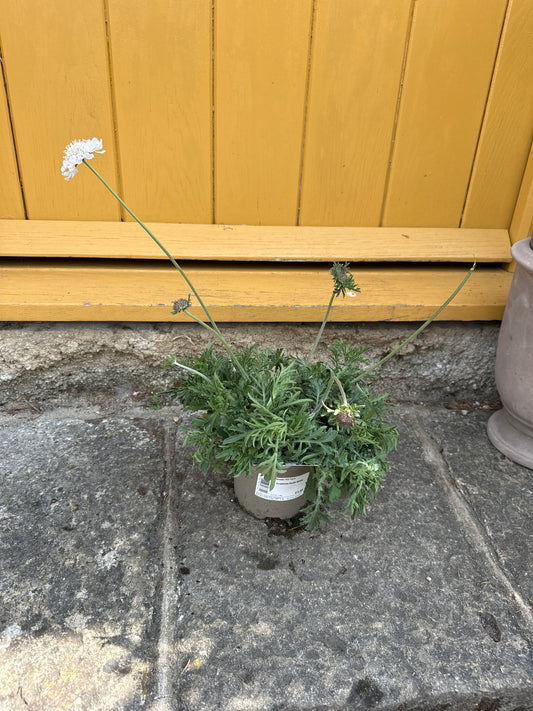 Scabiosa Kudo White 1Ltr