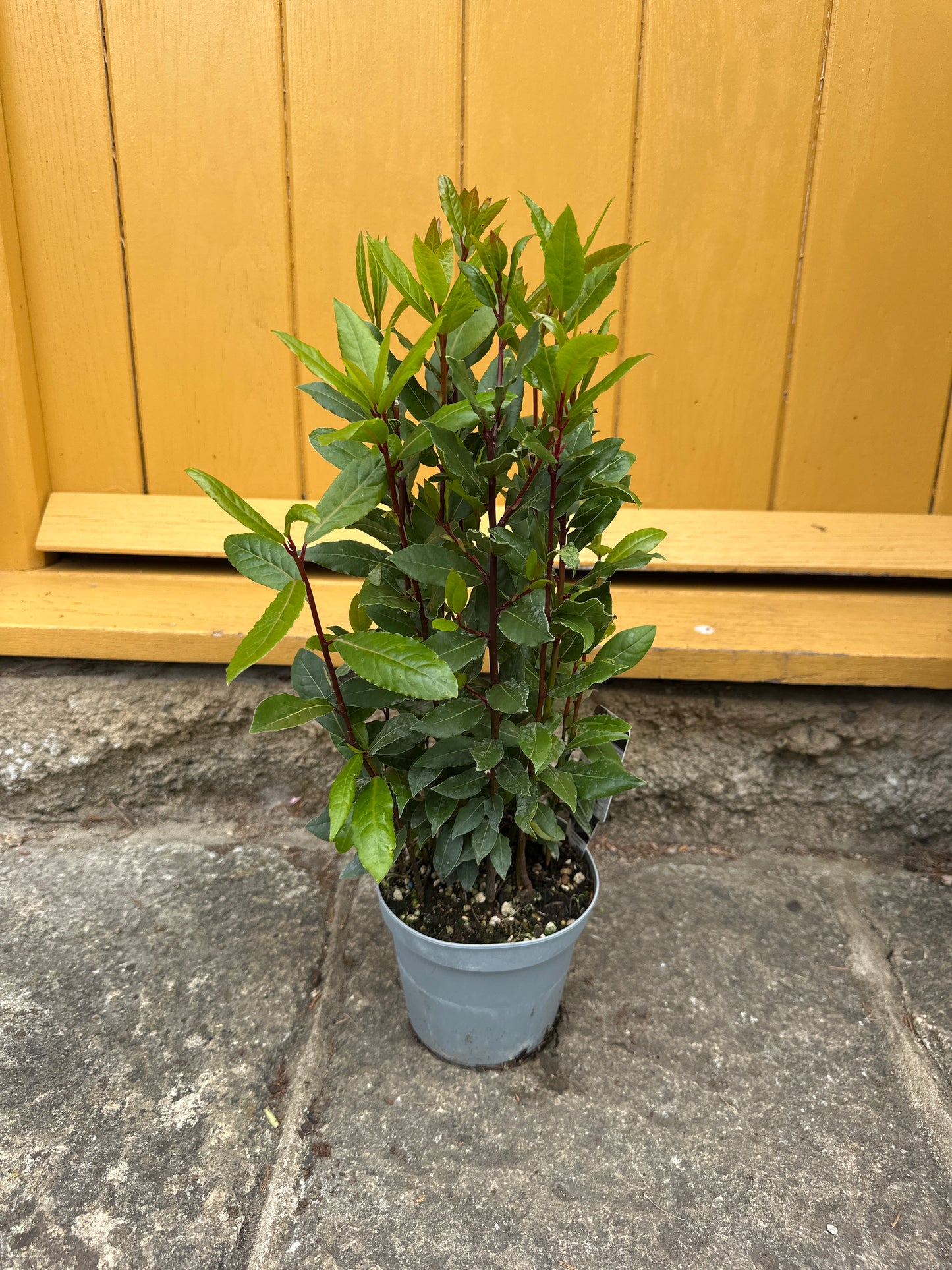 Laurus nobillis 14cm