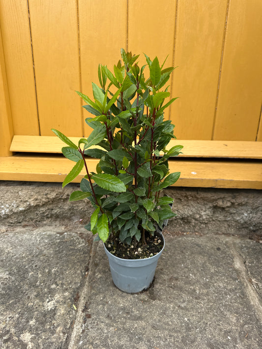 Laurus nobillis 14cm