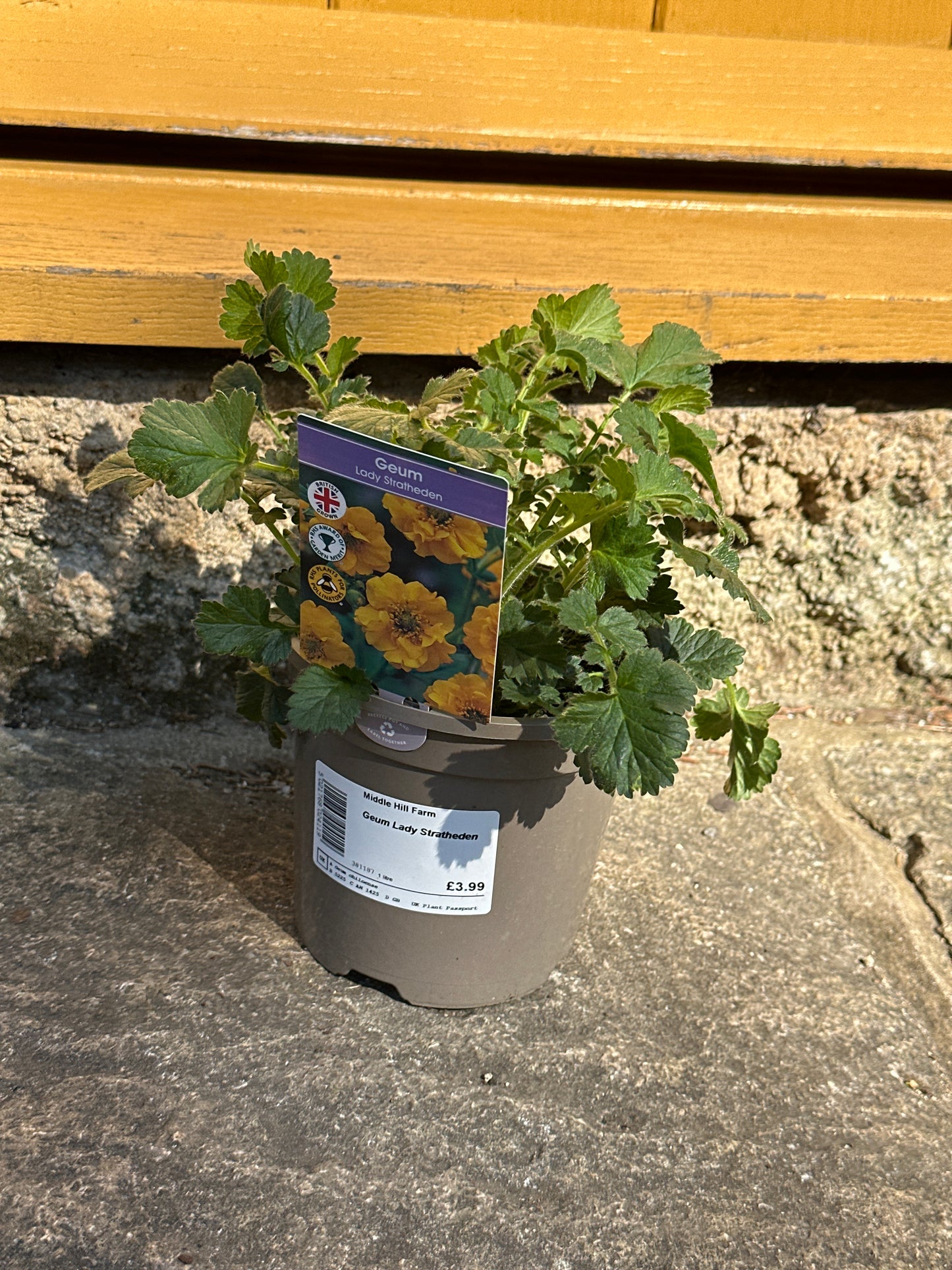 Geum Lady Stratheden 1Ltr