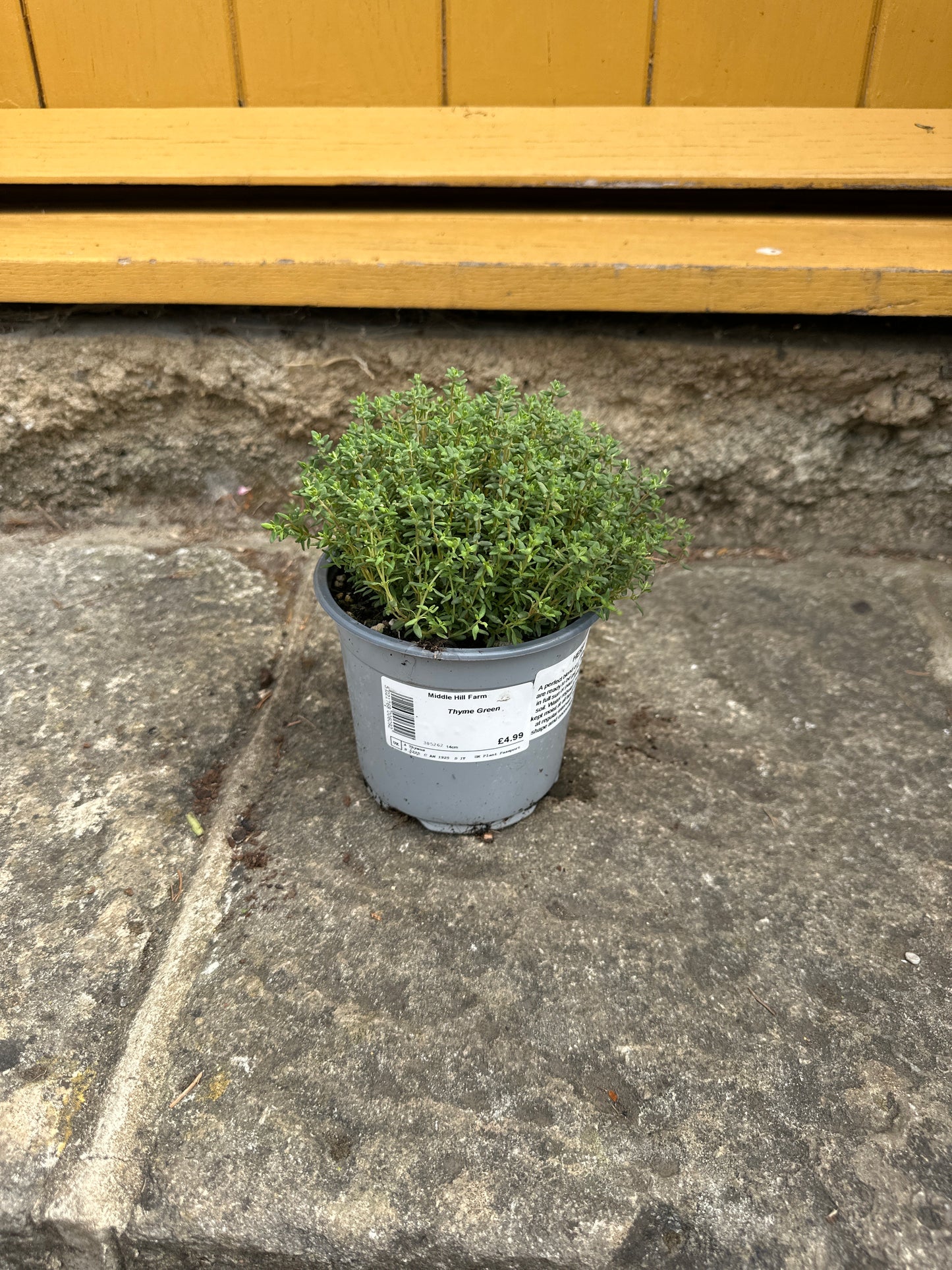 Thyme