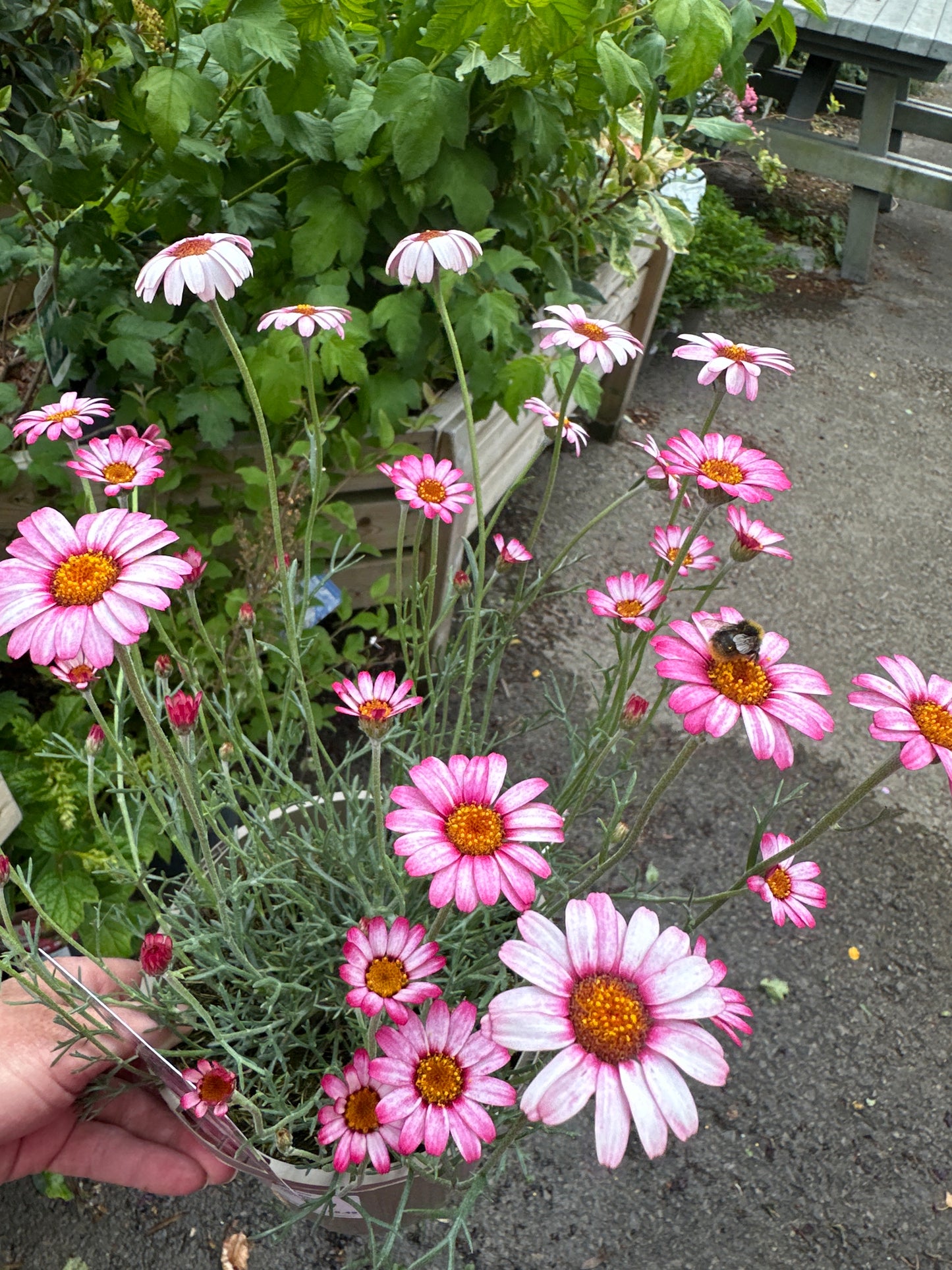 Rhodanthemum Marrakech 2Ltr