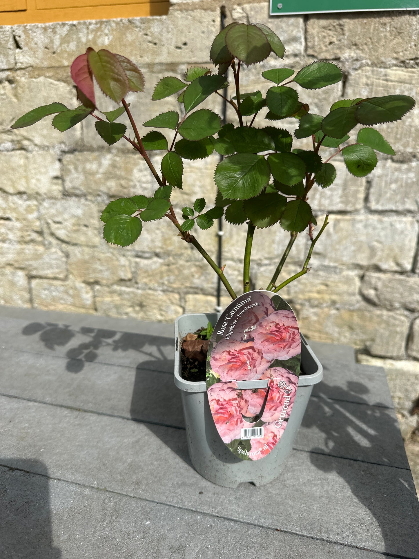 Rosa Carminia
