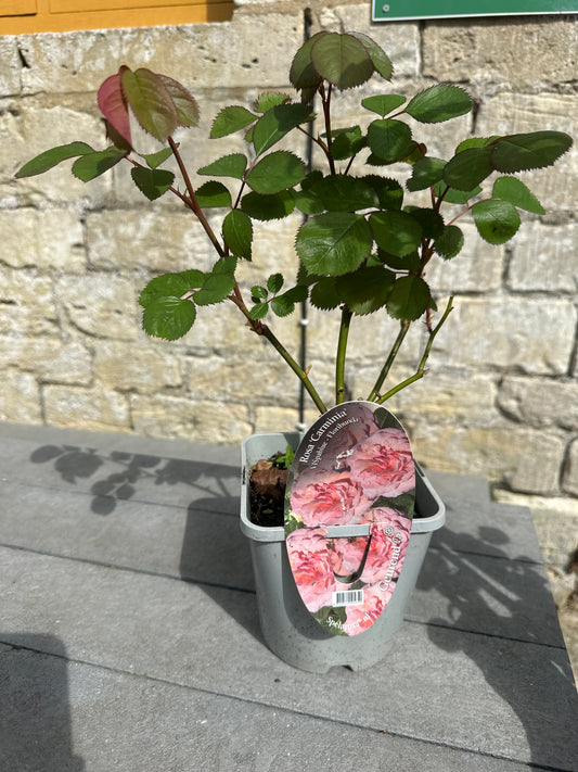 Rosa Carminia