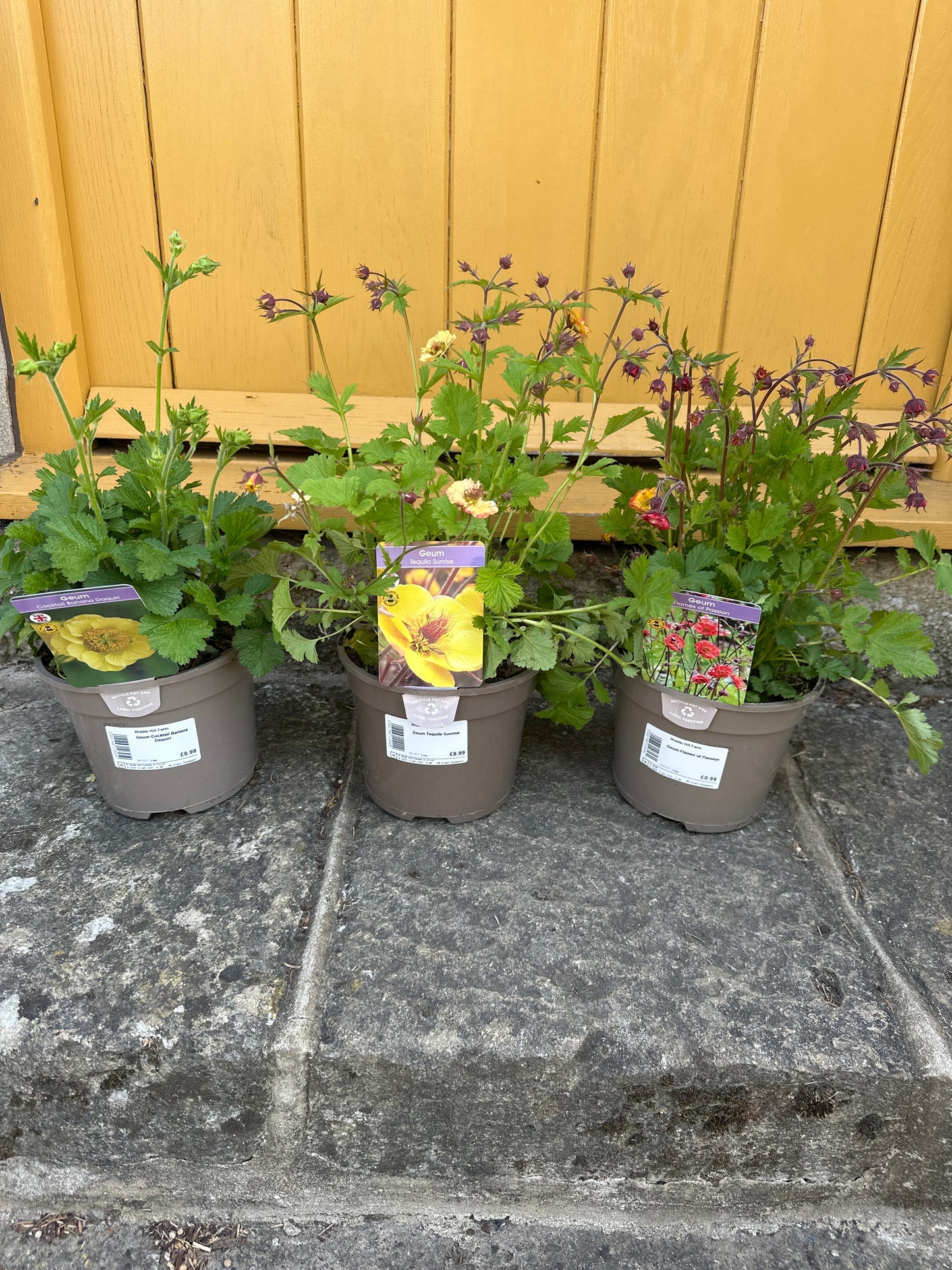 Geum 2Ltr