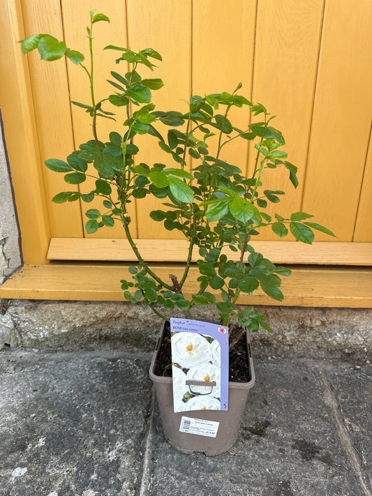 Rose Baby Iceberg 4.5Ltr