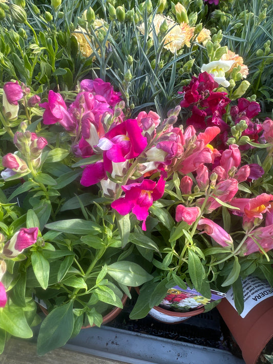 Antirrhinum majus 10.5cm
