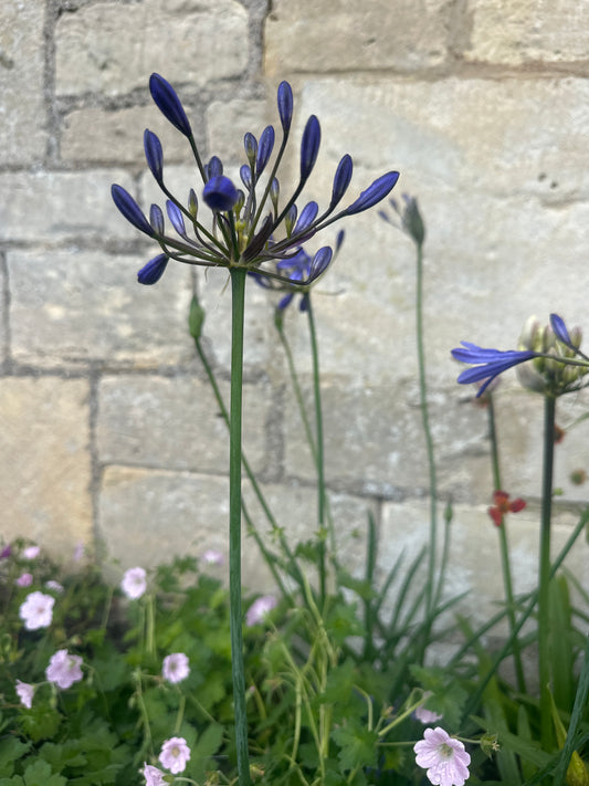 Agapanthus 2Ltr