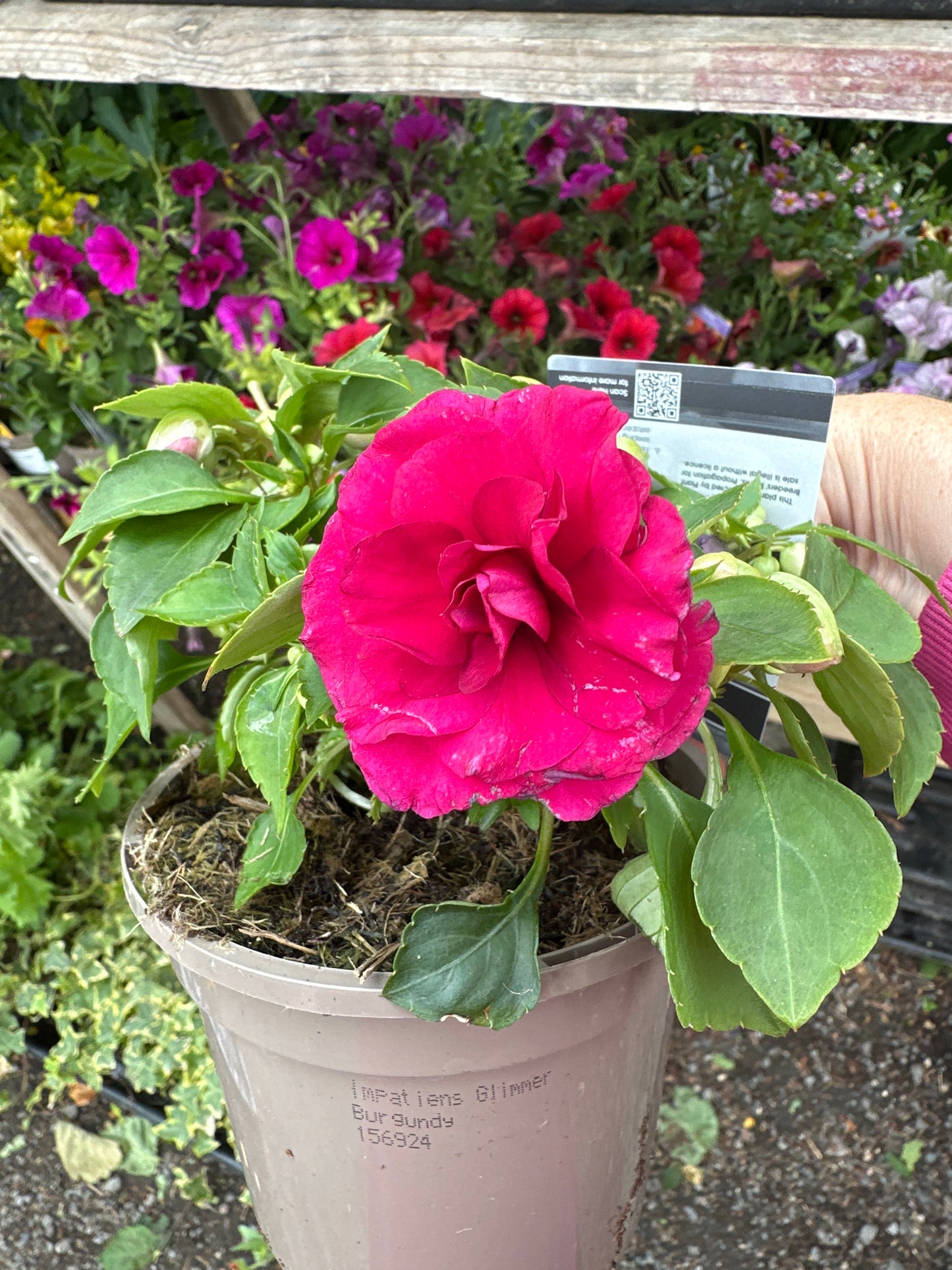 Impatiens ( Busy Lizzie ) 1Ltr
