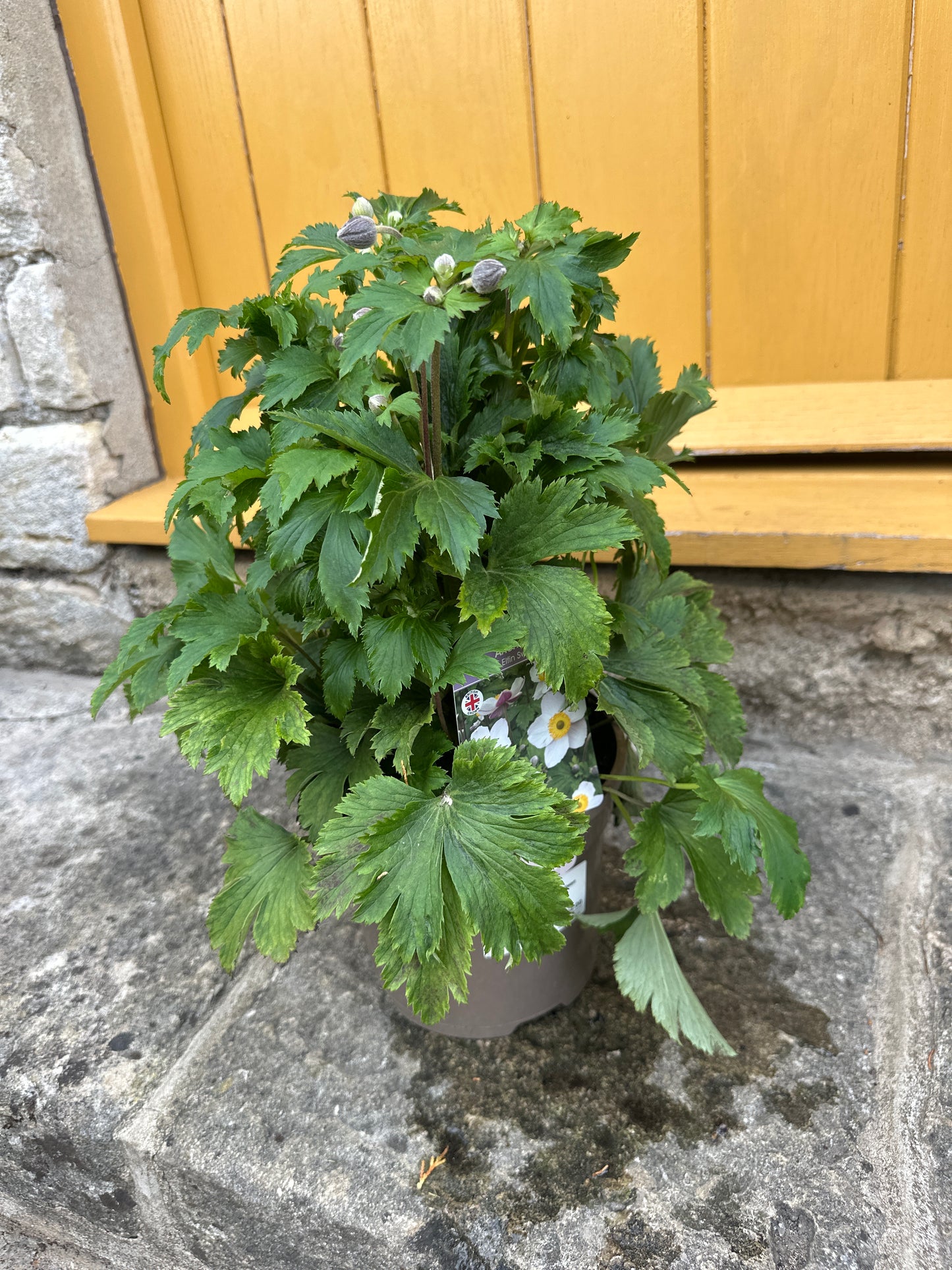 Anemone 3Ltr