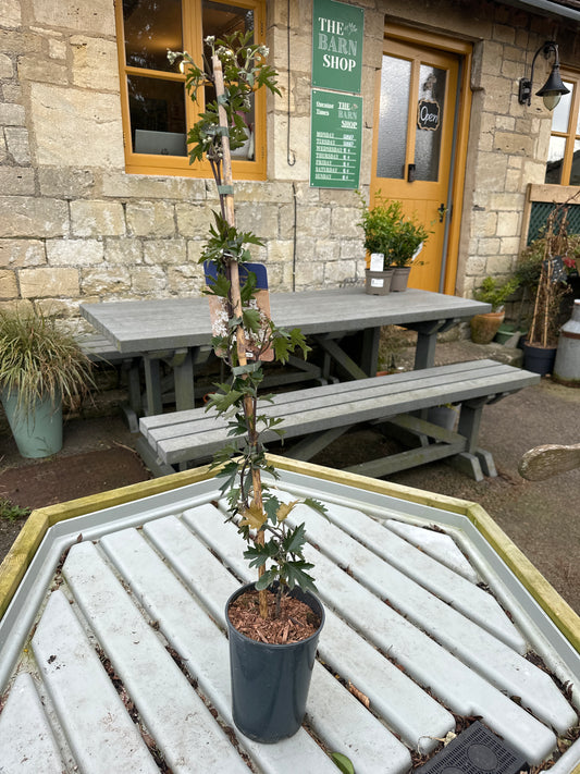 Clematis cart mani Avalanche 2L