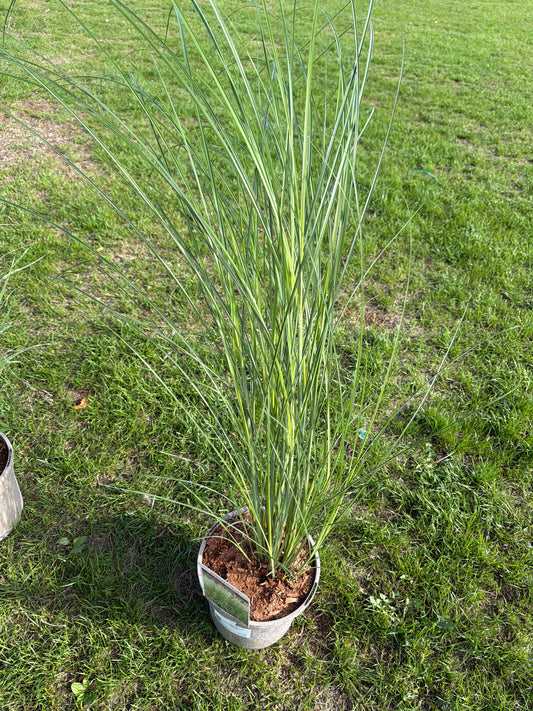 Miscanthus sinensis Graziella 3Ltr