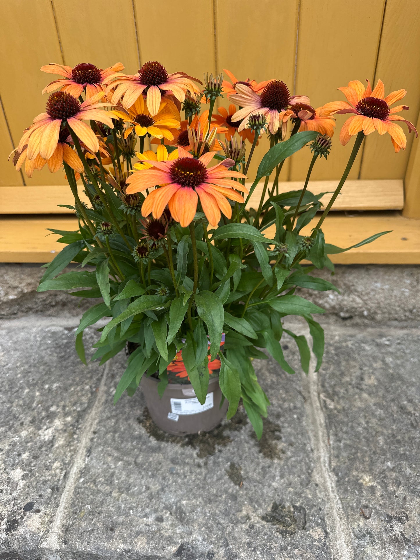 Echinacea 3Ltr