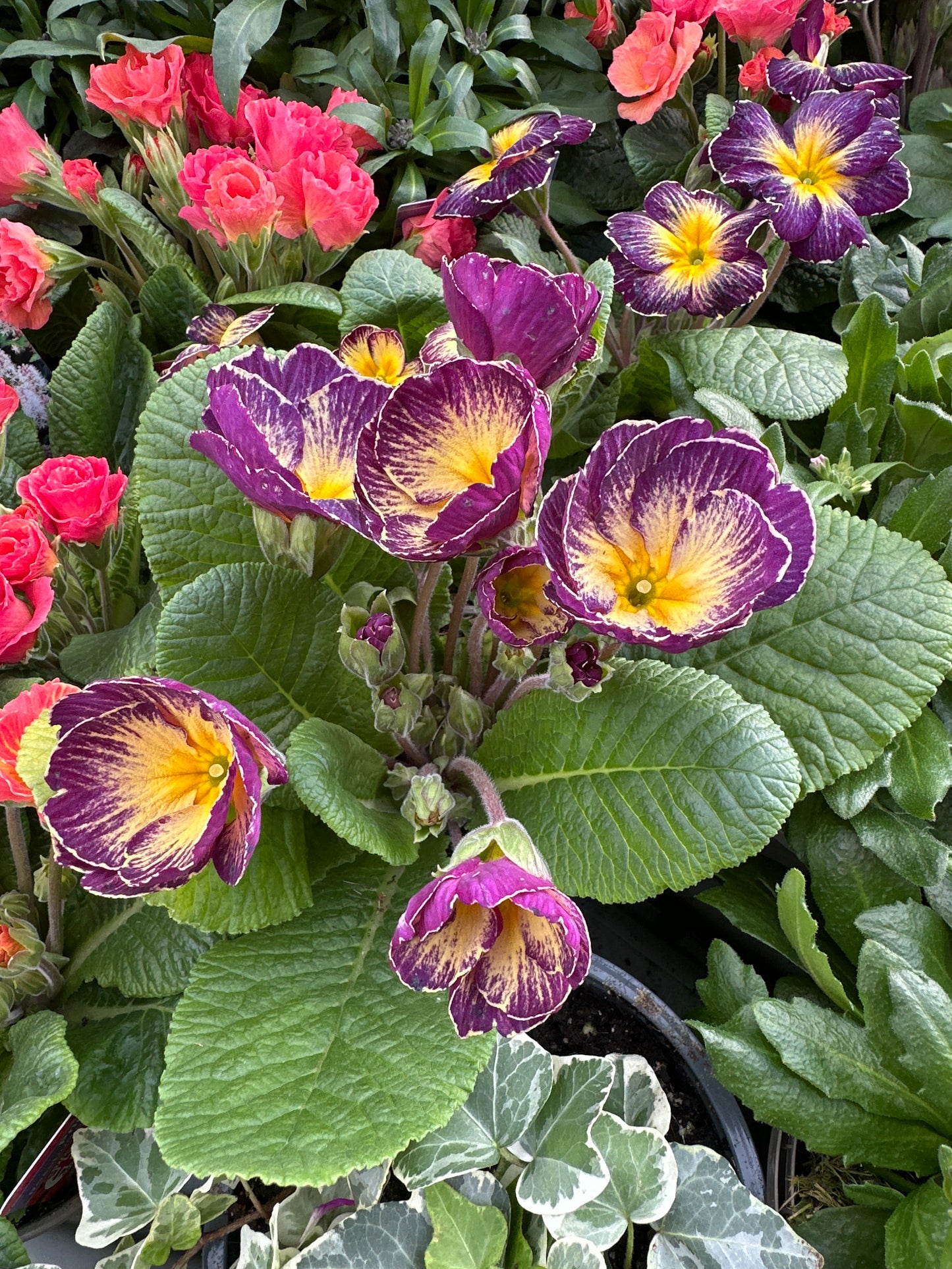 Primula Starflame Antique Shades 10.5cm