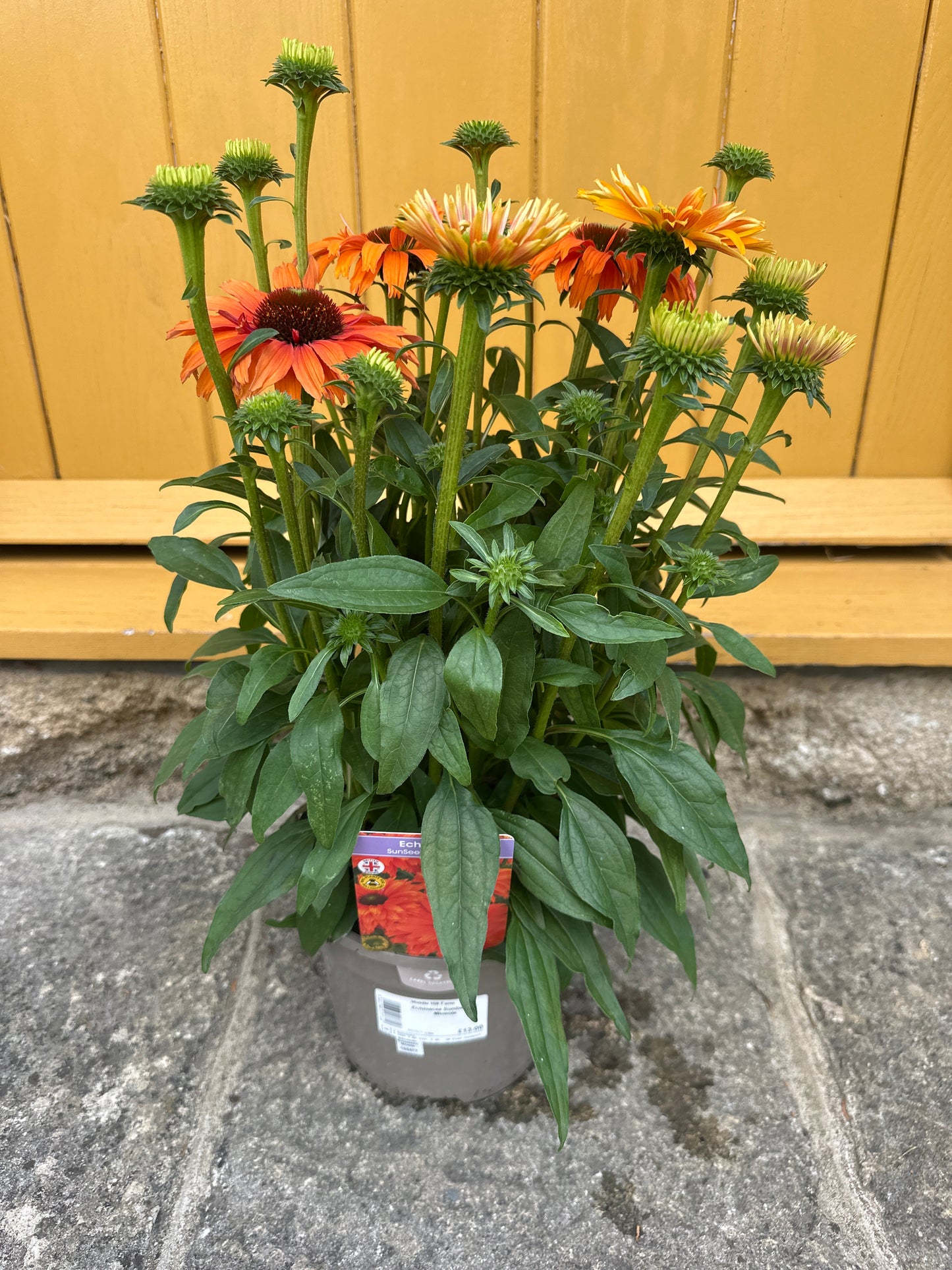 Echinacea 3Ltr