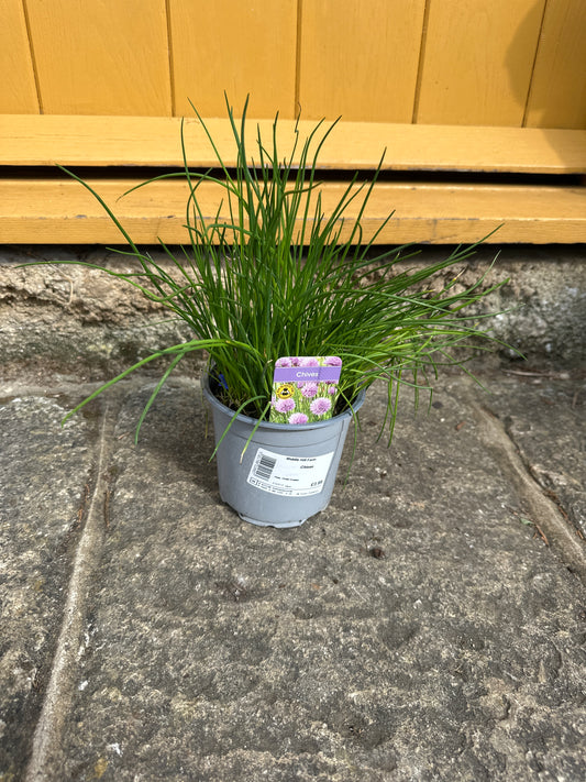 Chives 14cm