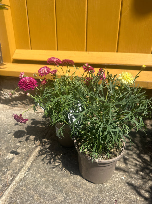 Argyranthemum Aramis Double Primrose 1Ltr