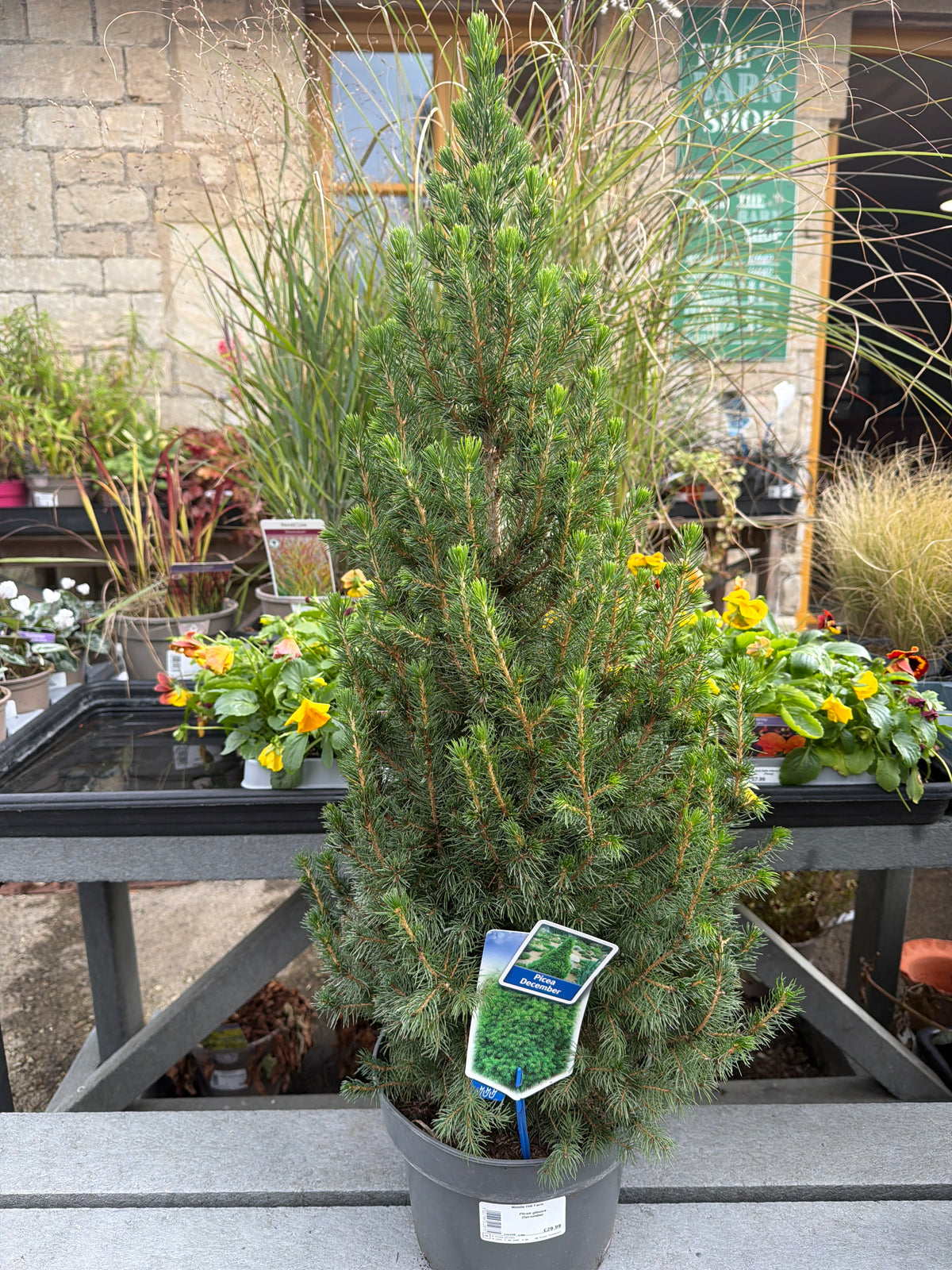 Picea glauca December 5Ltr