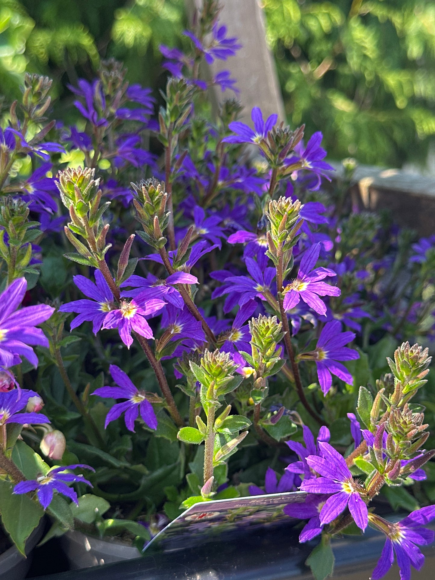 Scaevola Surdiva Violet Blue 1Ltr