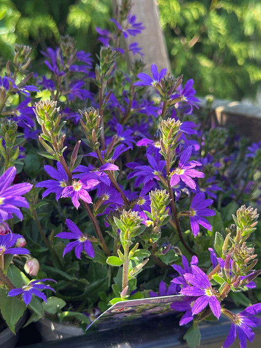 Scaevola Surdiva Violet Blue 1Ltr