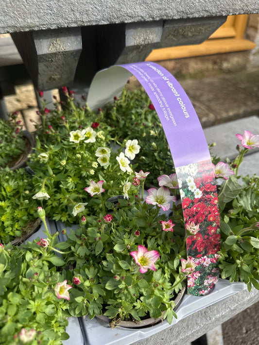 Saxifraga 6 pack
