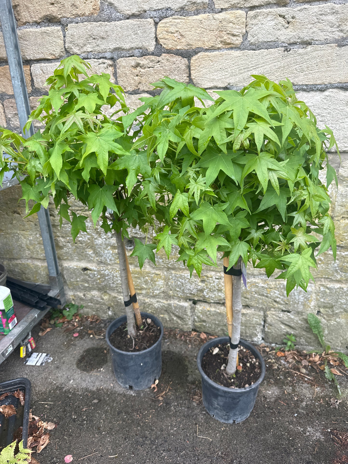 Liquidambar styraciflua Gumball 1/4 STD