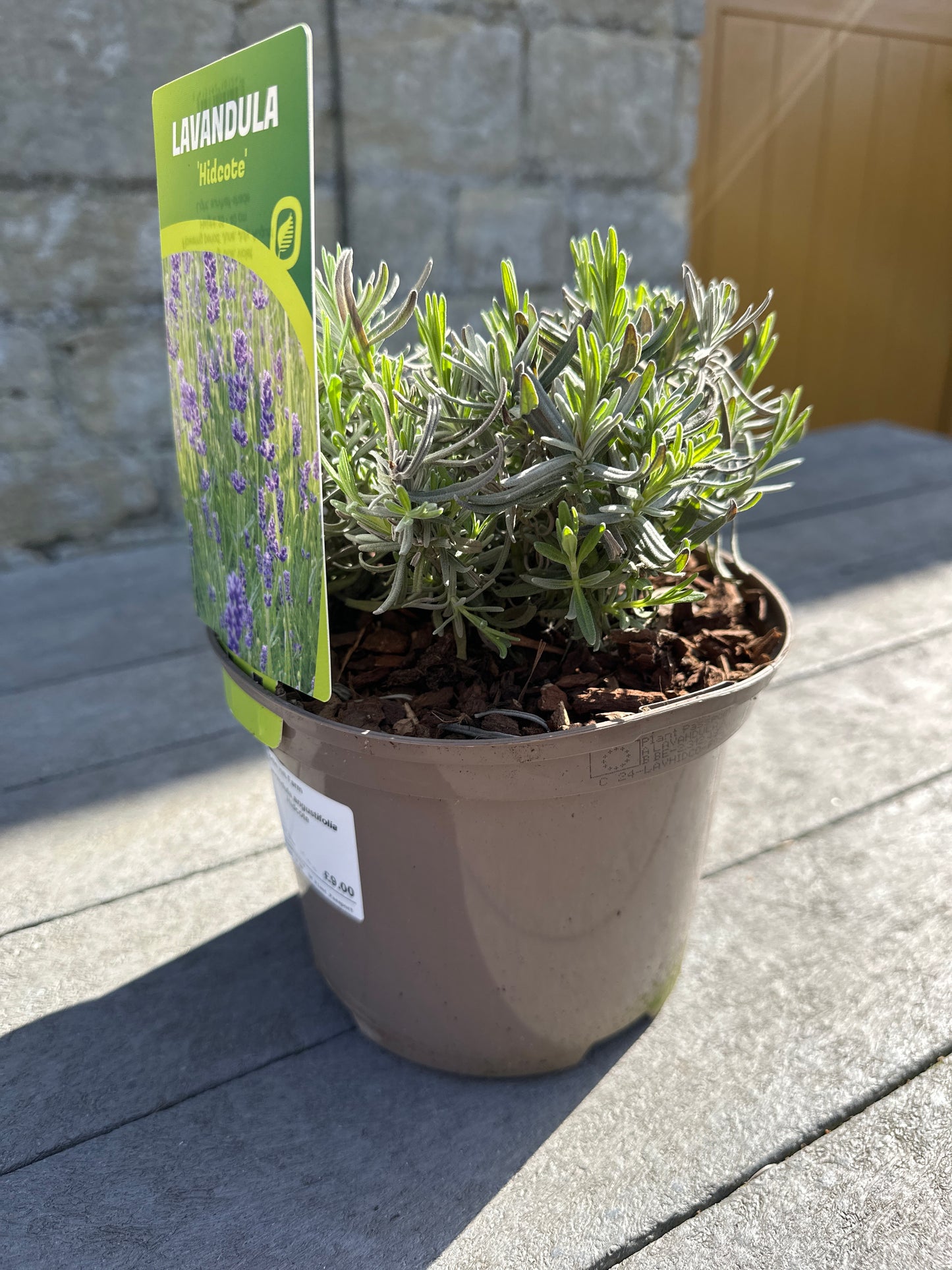 Lavandula