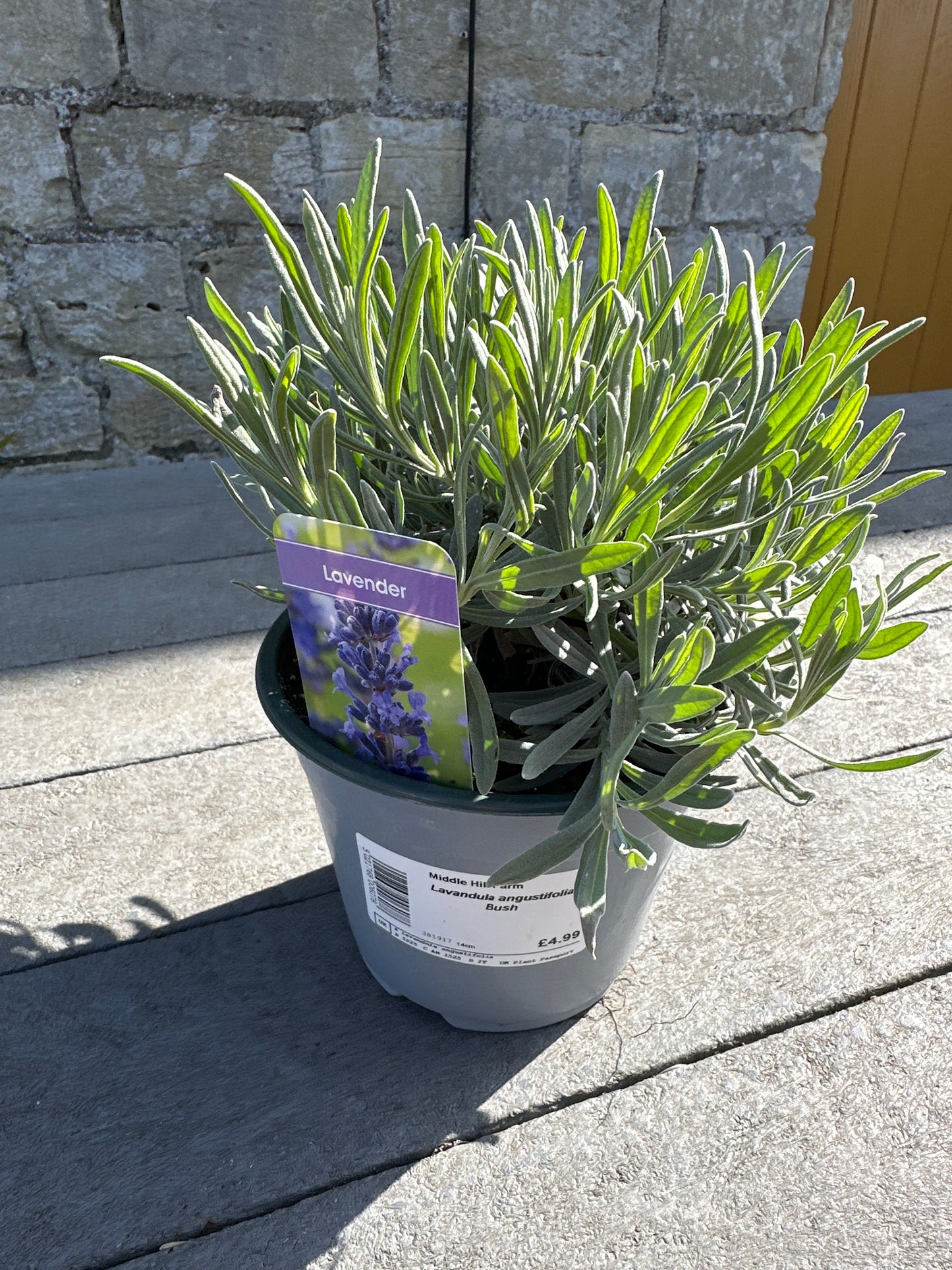 Lavandula