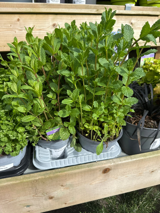 Mint 14cm