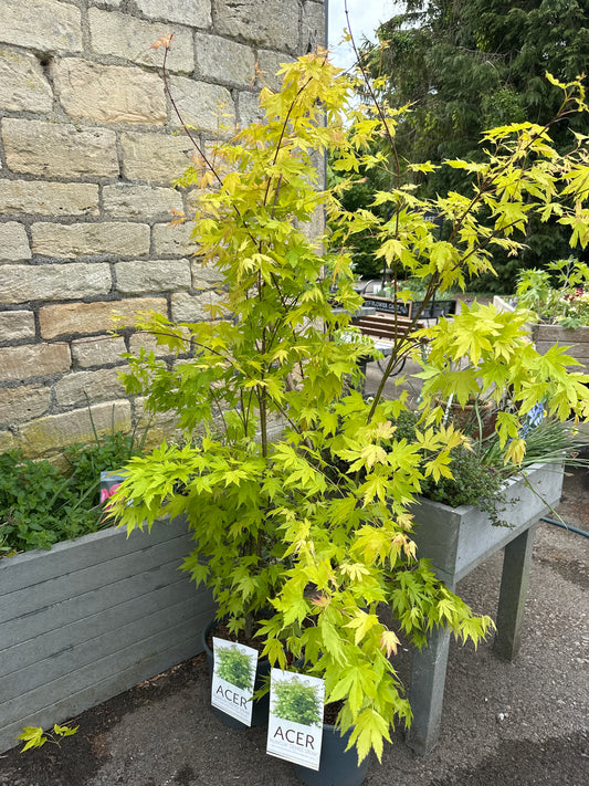 Acer palmatum Orange Dream 6.5Ltr
