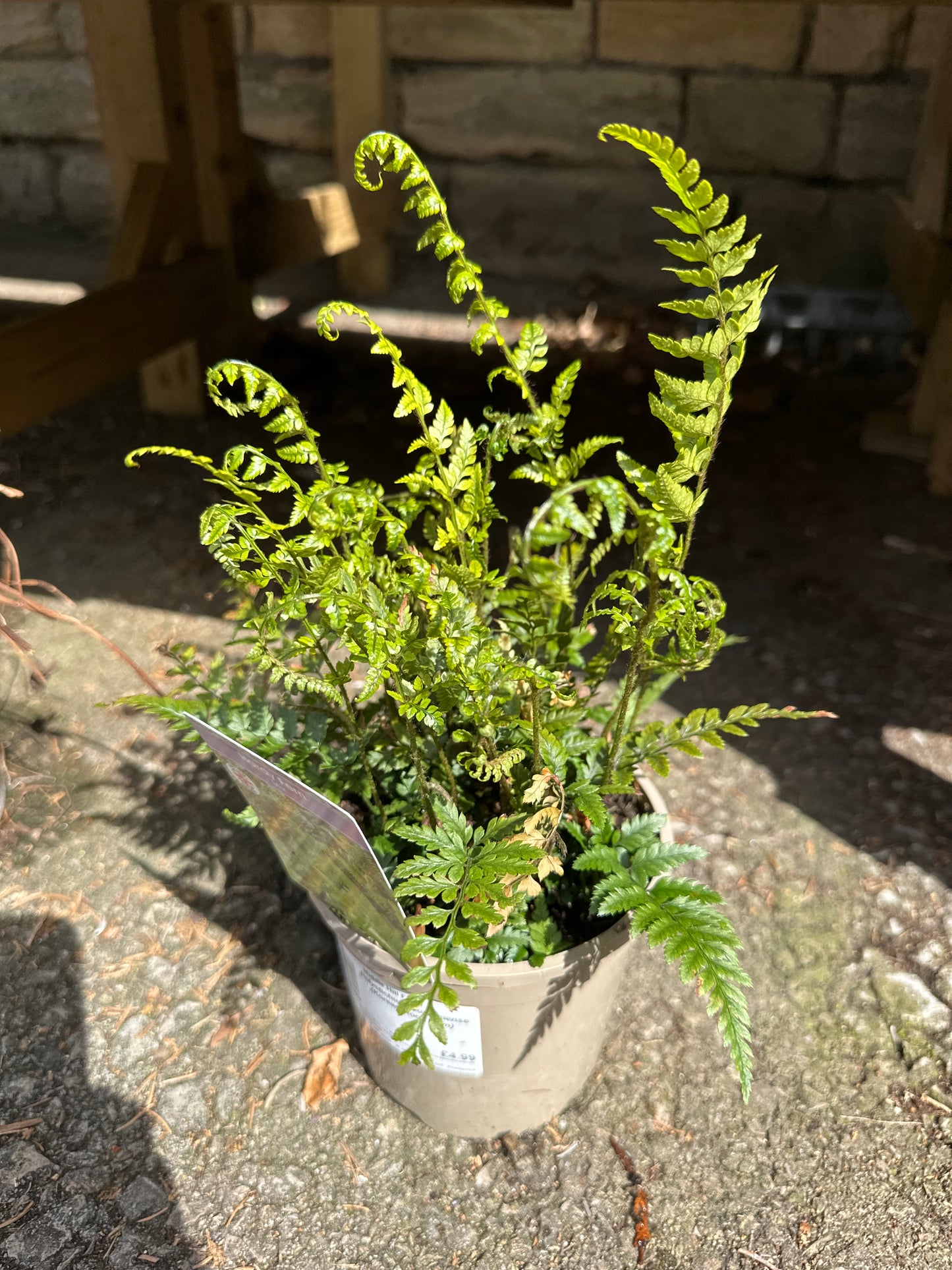 Ferns 1Ltr