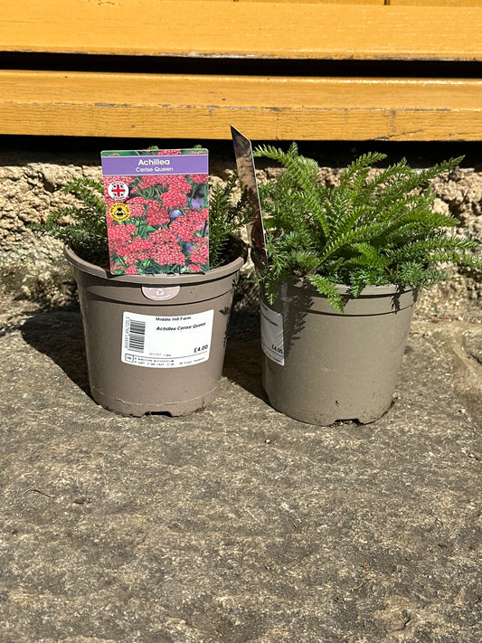 Achillea Cerise Queen 1Ltr
