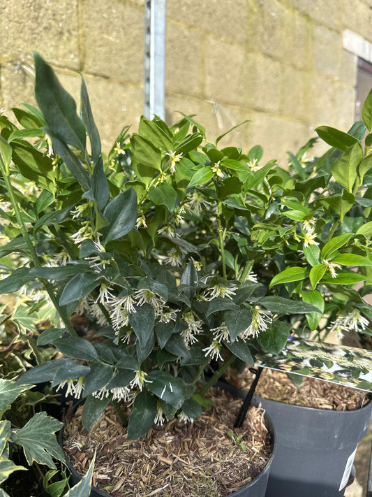 Sarcococca confusa 2Ltr