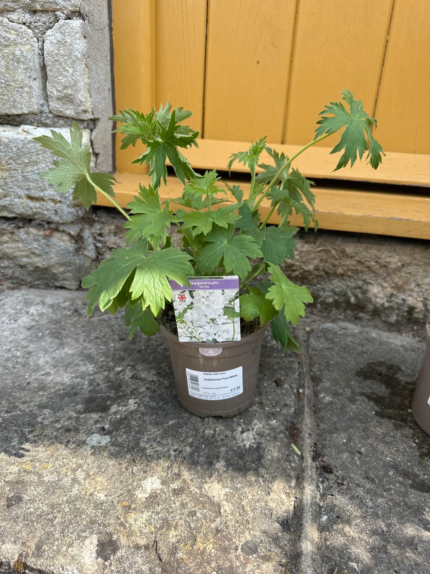 Delphinium Pure White 1Ltr