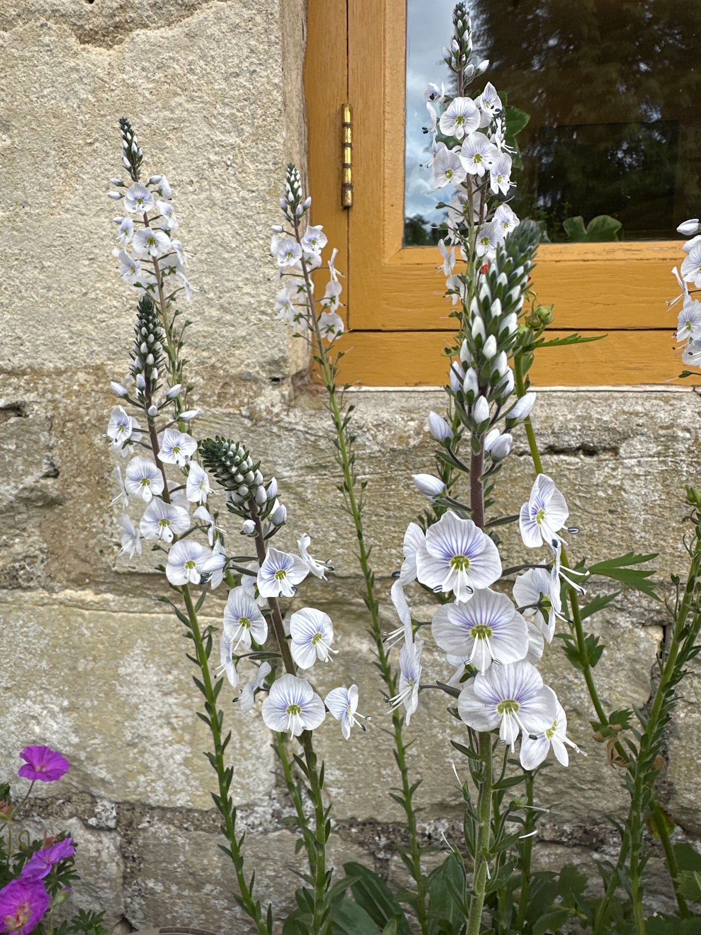Veronica Tissington White 2Ltr