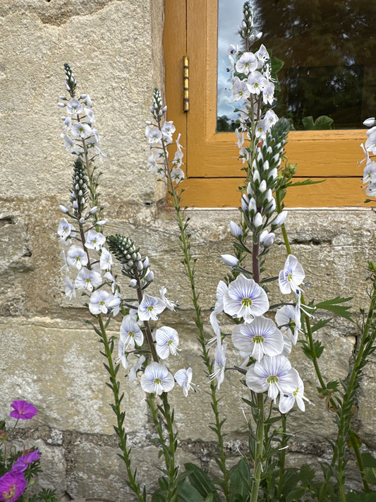 Veronica Tissington White 2Ltr
