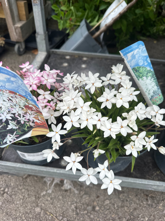 Rhodoxis 2Ltr
