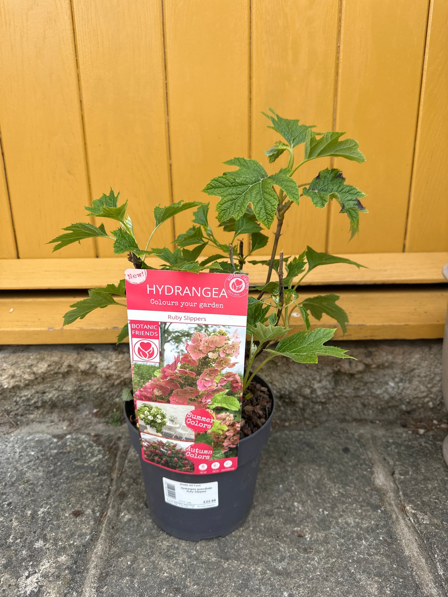 Hydrangea quercifolla Ruby Slippers 3Ltr