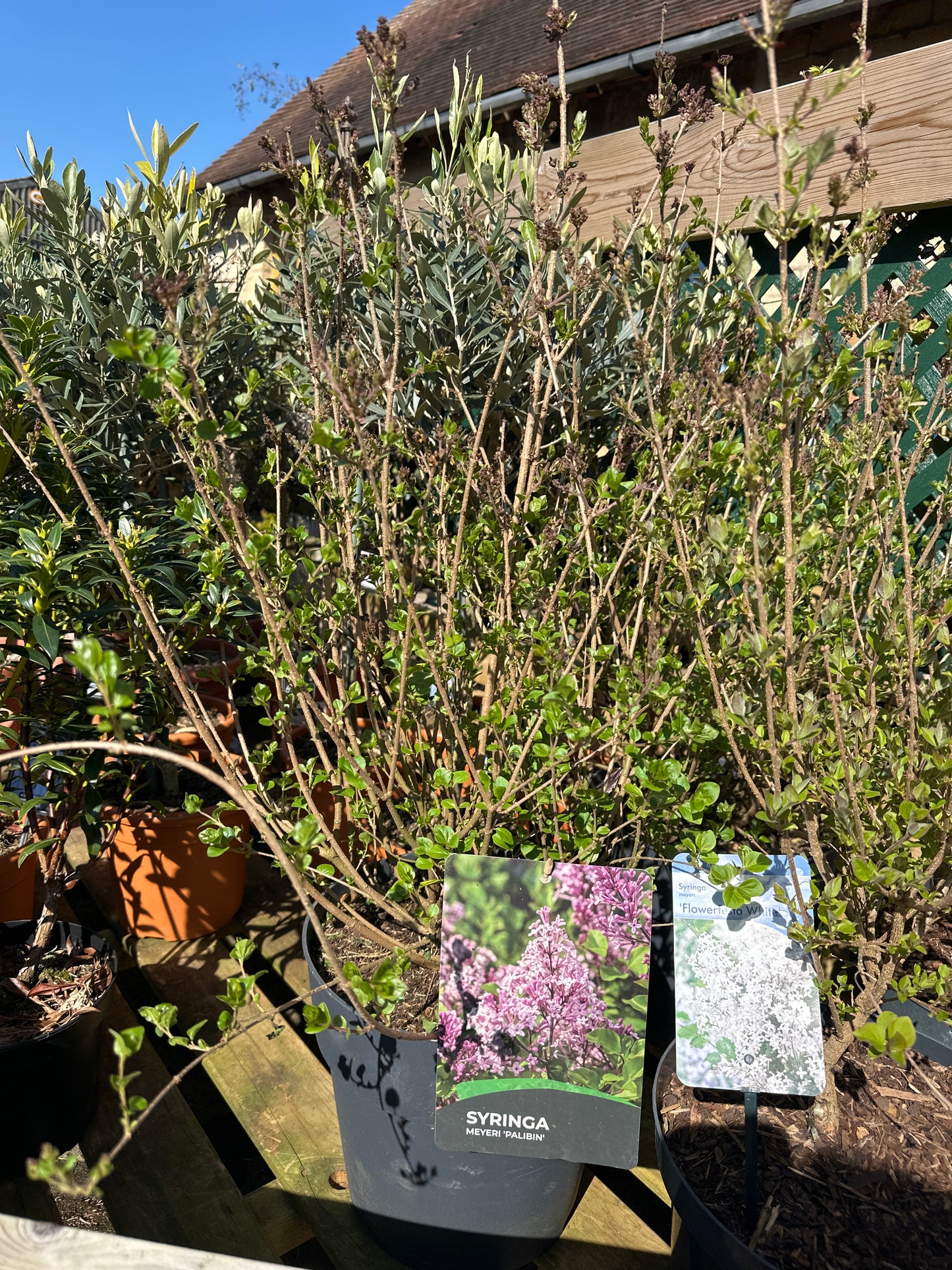 Syringa meyeri Pallbin 10Ltr