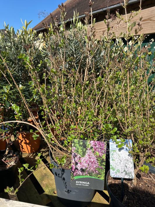 Syringa meyeri Pallbin 10Ltr