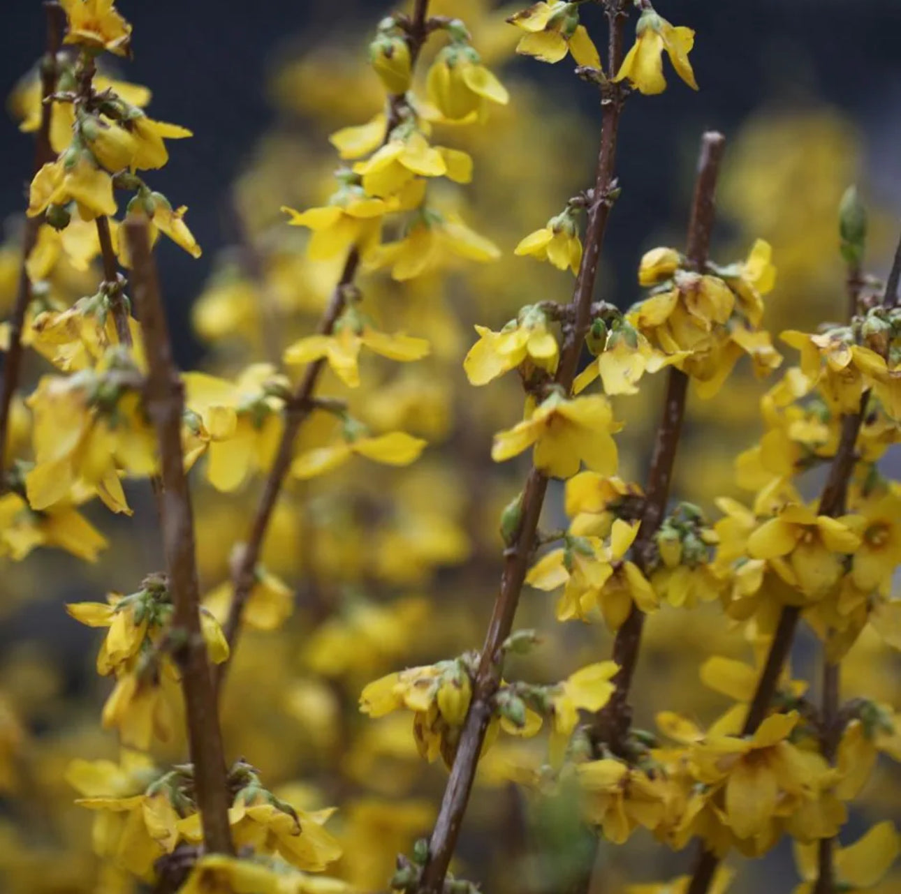 Forsythia intermedia Goldrush 3L