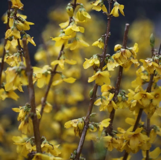 Forsythia intermedia Goldrush 3L