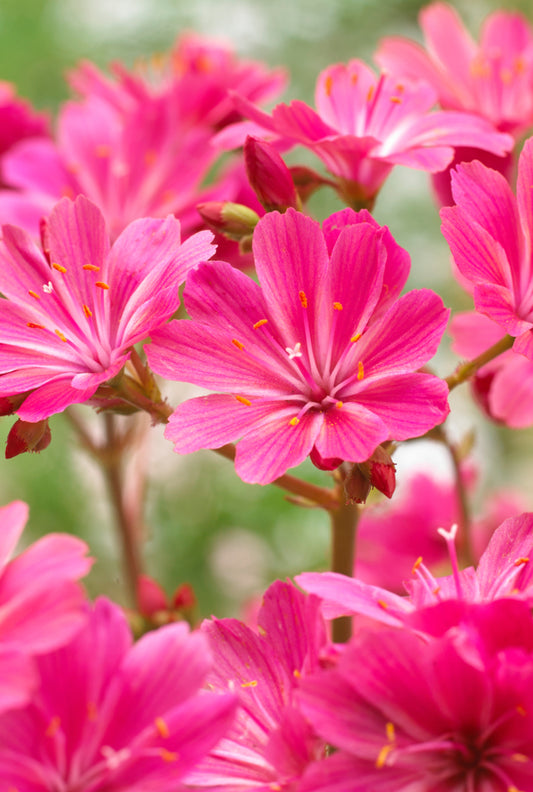 Lewisia Safira Coral 1.5Ltr