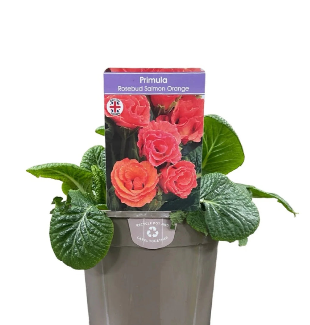 Primula Rosebud Salmon Orange 10.5cm